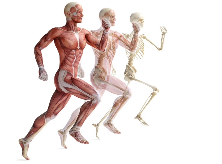 Anatomi tubuh manusia