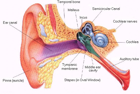 Struktur telinga manusia
