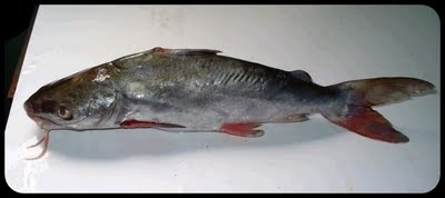 Ikan duri laut